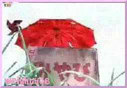 miboo2gif-1.webp