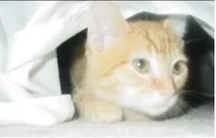 mikukitten-1.webp