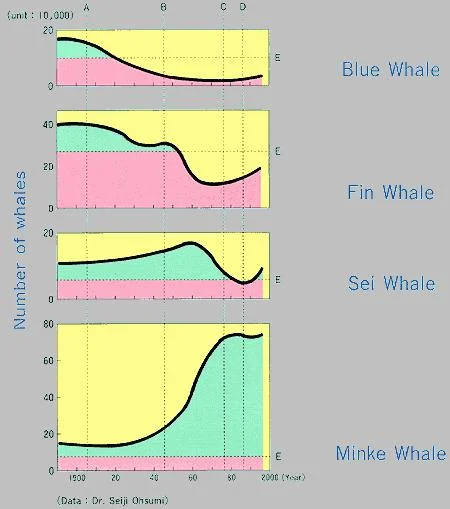 minkegif-1.webp