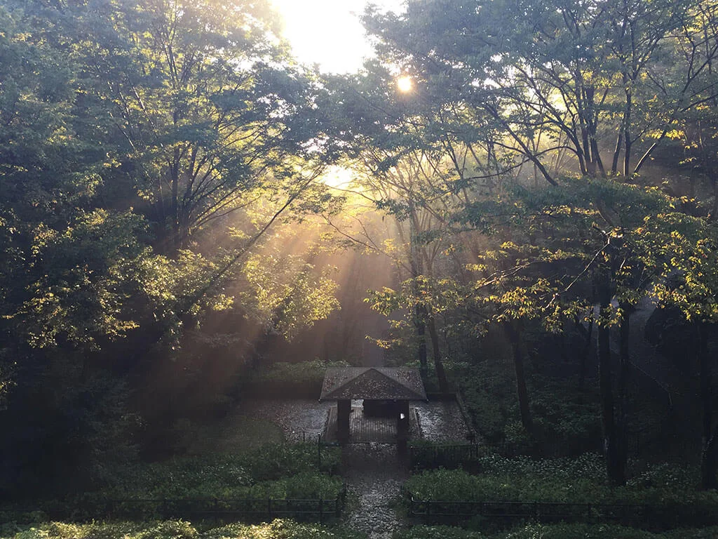 misty-park.webp
