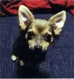 miyashundgizmo-1.webp