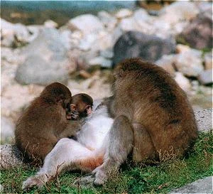 monkey10gif-1.webp