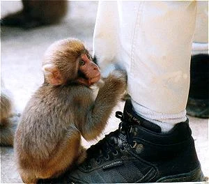 monkey2gif-1.webp