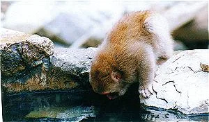 monkey3gif-1.webp