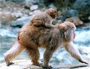 monkey4gif-1.webp