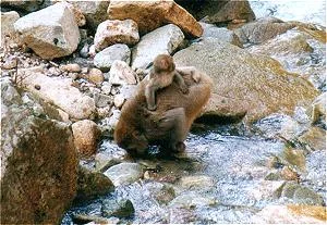 monkey5gif-1.webp