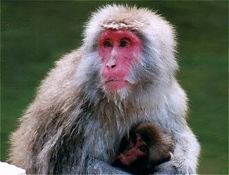 monkey6gif-1.webp
