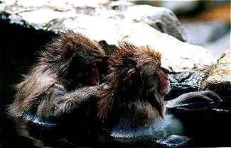 monkey7gif-1.webp