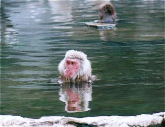 monkey8gif-1.webp