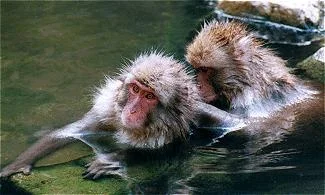 monkey9gif-1.webp