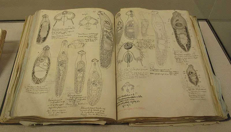 Notes copied from Western books on parasitology, collected by Dr Kamegai.