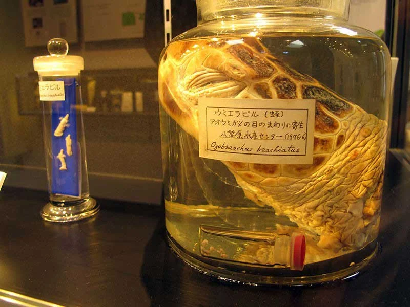 Infested specimen of a tortoise head displayed at the Meguro Parasitological Museum