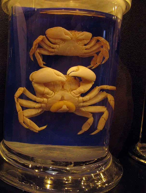 Infested specimens of crabs