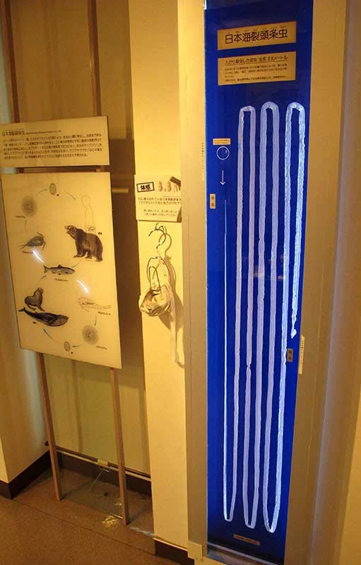 Specimens of an 8.8-metre-long tapeworm