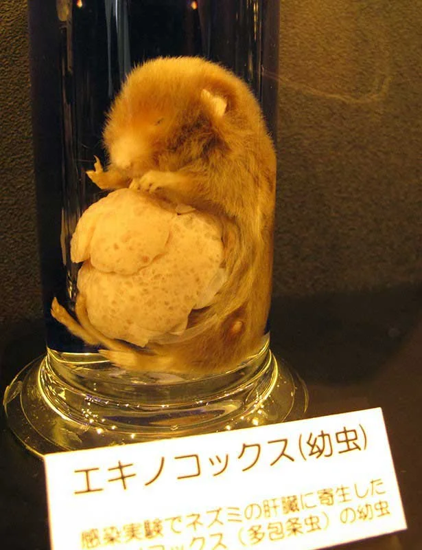 Infested rodent