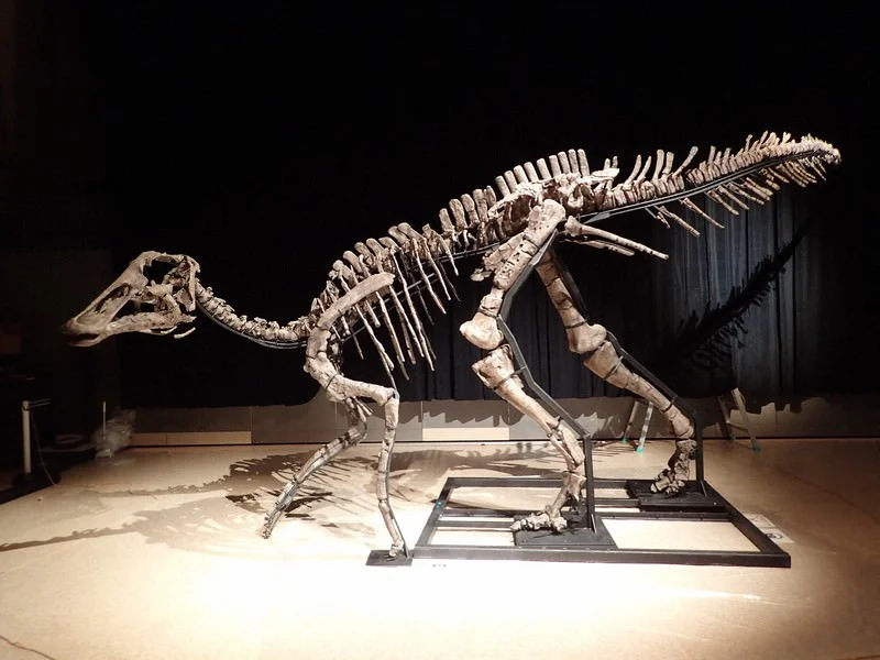 mukawaryu-dinosaur.jpg