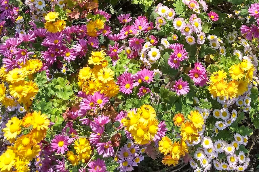 multicolors - flowers.webp