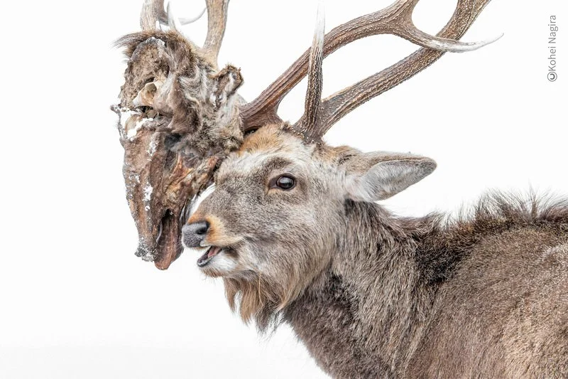 Yezo deer