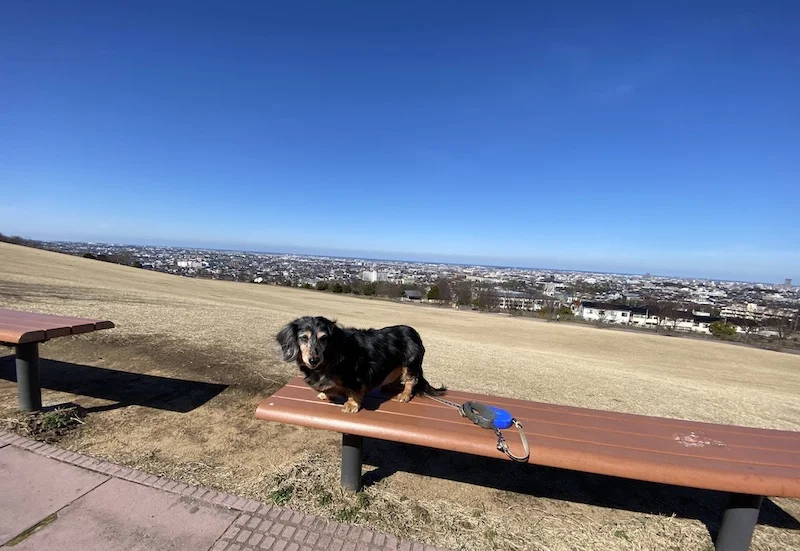 Nala blue sky.webp