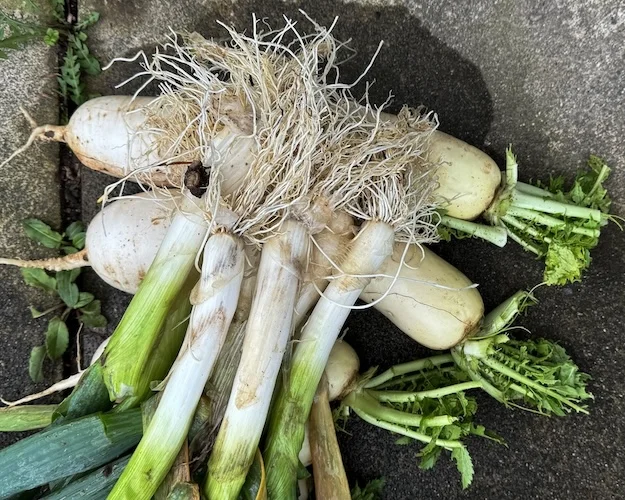 negi daikon.webp