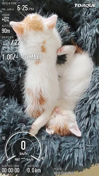 neko2.webp