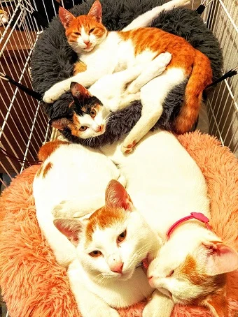 neko3.webp