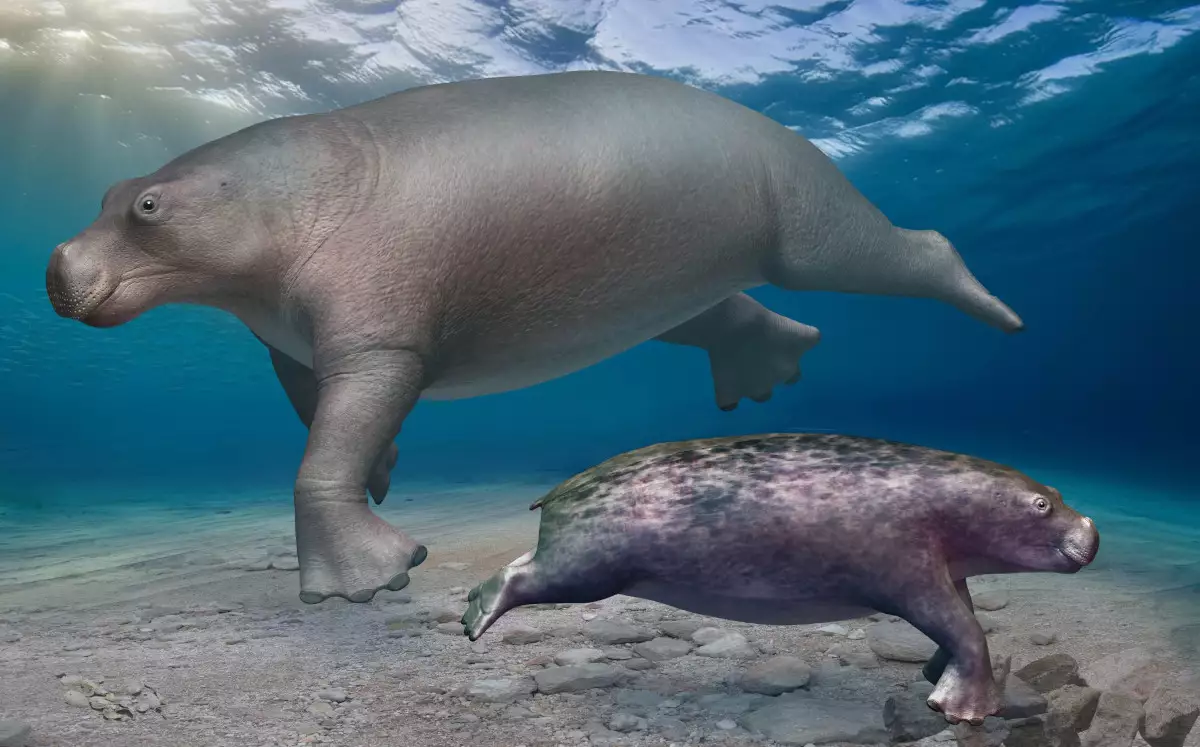 Neoparadoxia