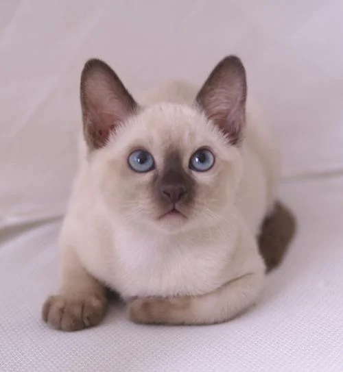 newkitten-1.webp