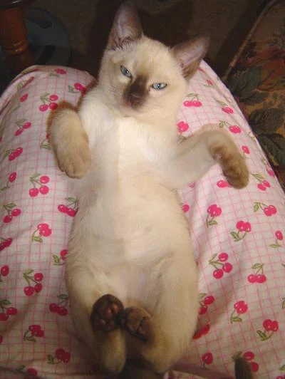 newkitten1-1.webp