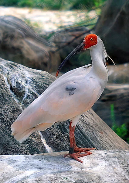 nipponia-nippon.webp
