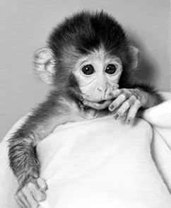 nmonkeygif-1.webp