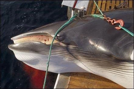 norwegianwhaling1on3-1.webp