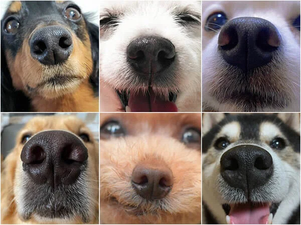 nose-id.jpg