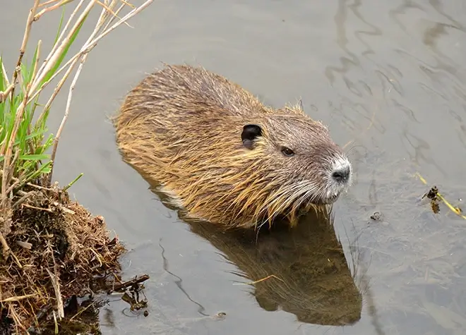 Nutria