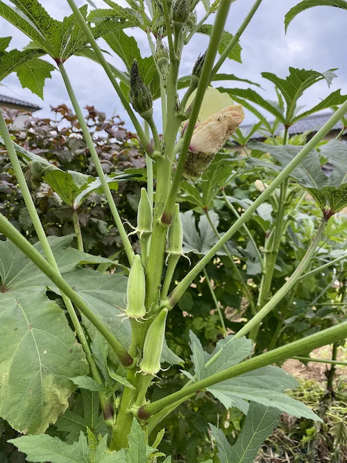 okra-2.webp