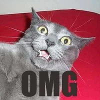 omgcat.webp