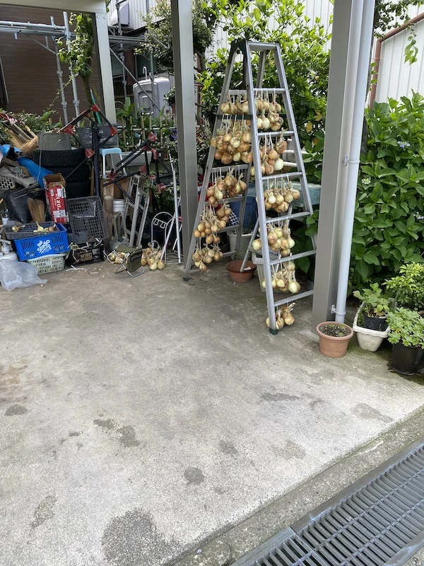 onion ladder.webp
