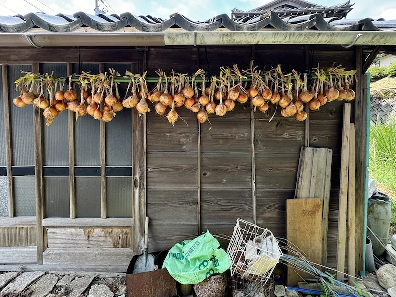 onion2.webp