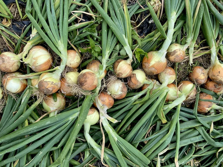 onions.webp