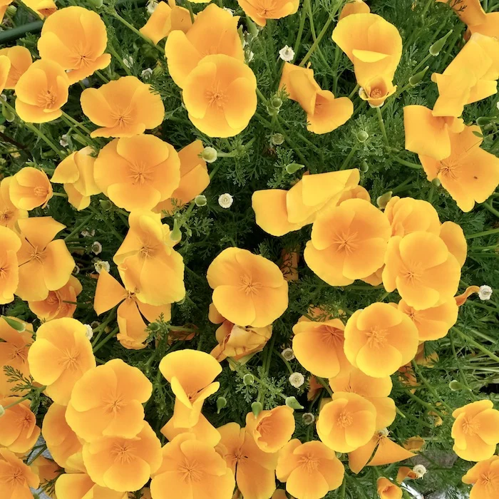 orange.webp