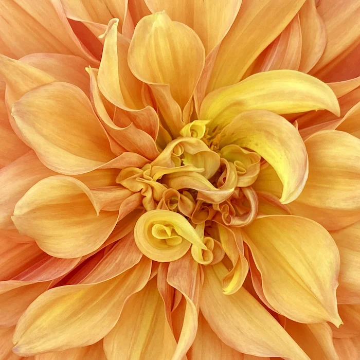 orange.webp
