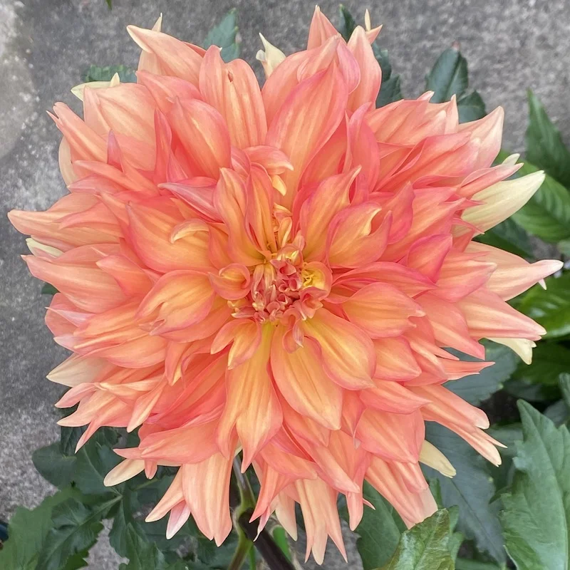 orange.webp