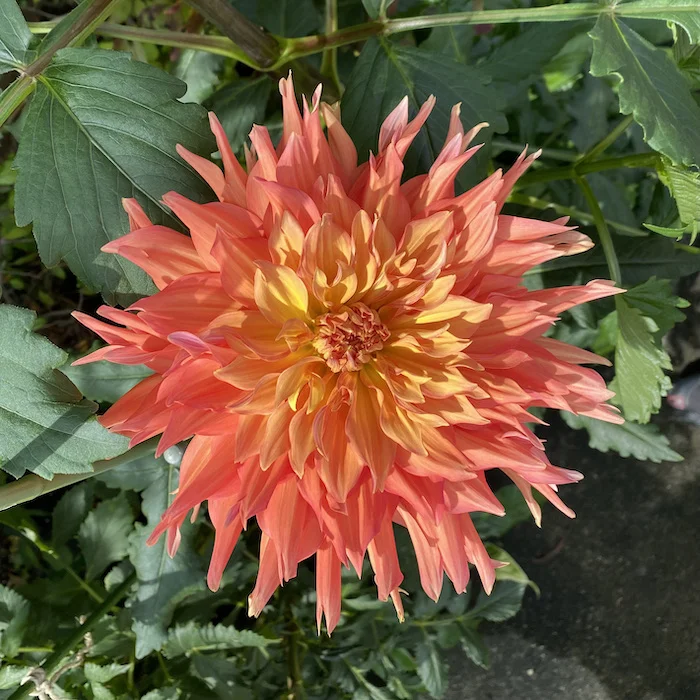 orange-yellow.webp