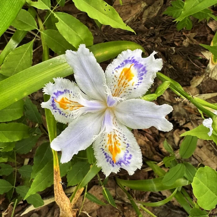orchid?.JPG