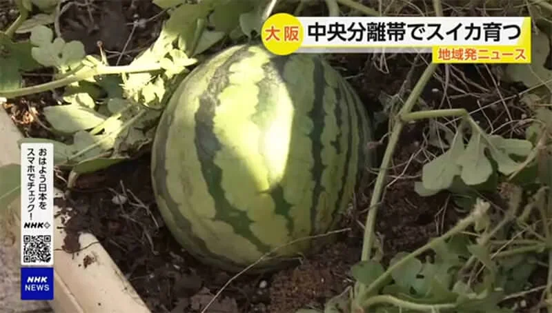 Osaka watermelon