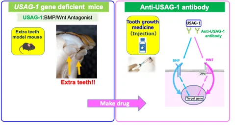 Tooth regrowth