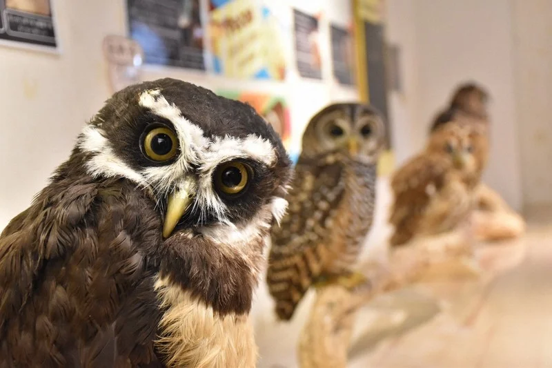Tokyo owl cafe