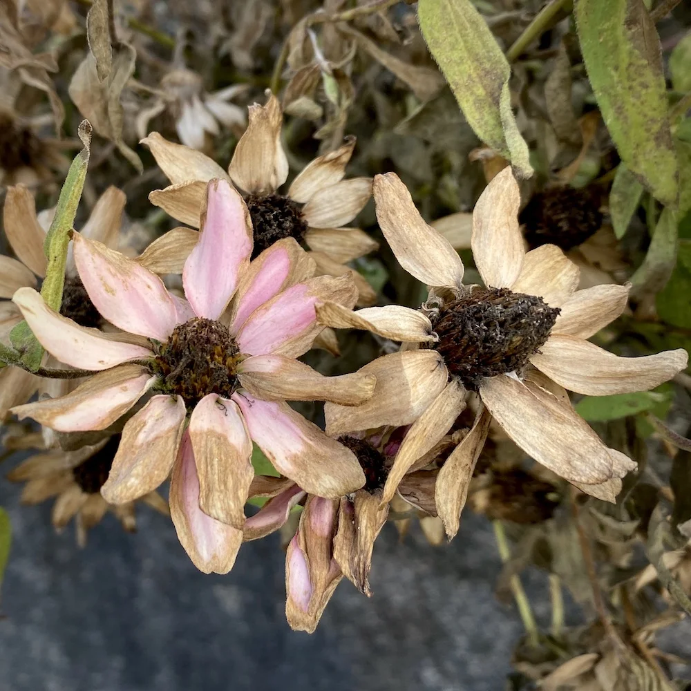 pale pink.webp