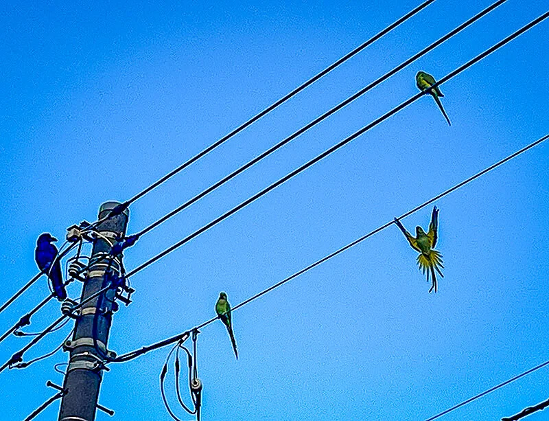 parakeets.webp