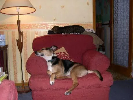 pet1-1.webp